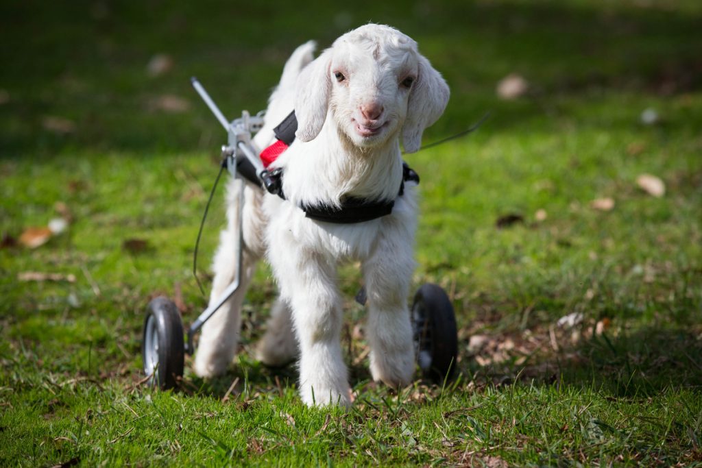 Frostie the baby goat wheelchair