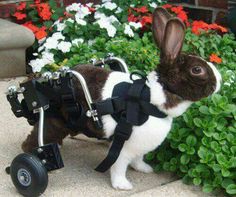 bunny with wheelchair