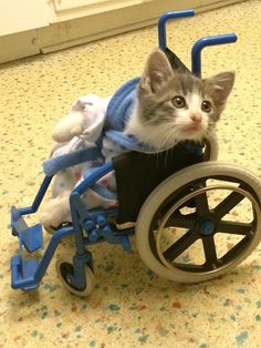 cat sitting in wheelchair