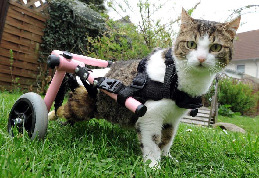 Animal Wheelchairs Part I | Avacare Medical Blog