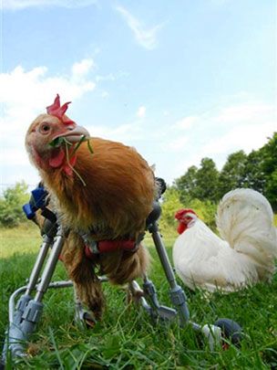 chicken with wheelchair