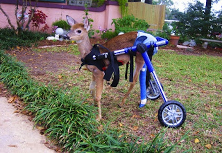 deer with wheelchair