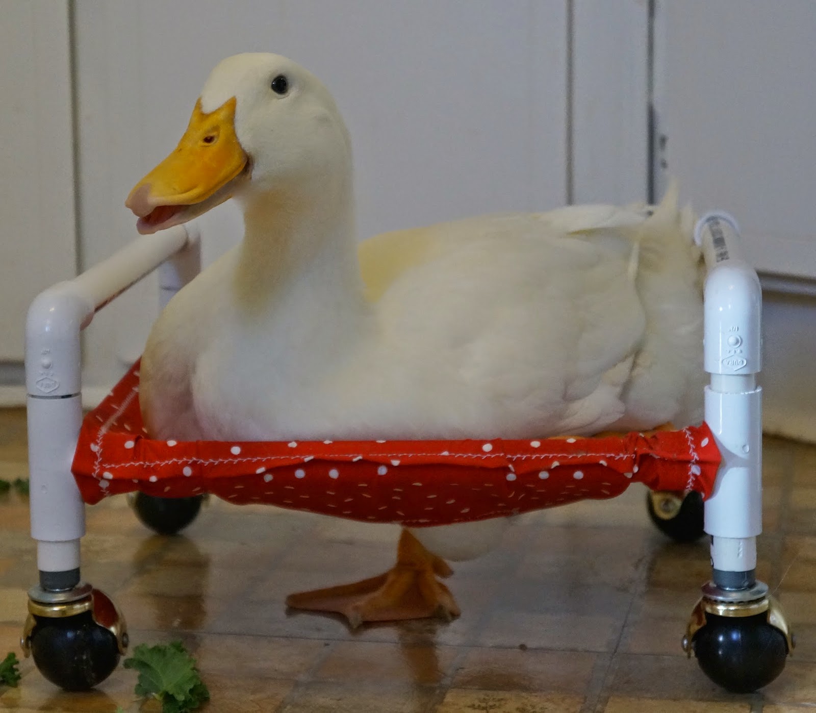 duck with wheelchair