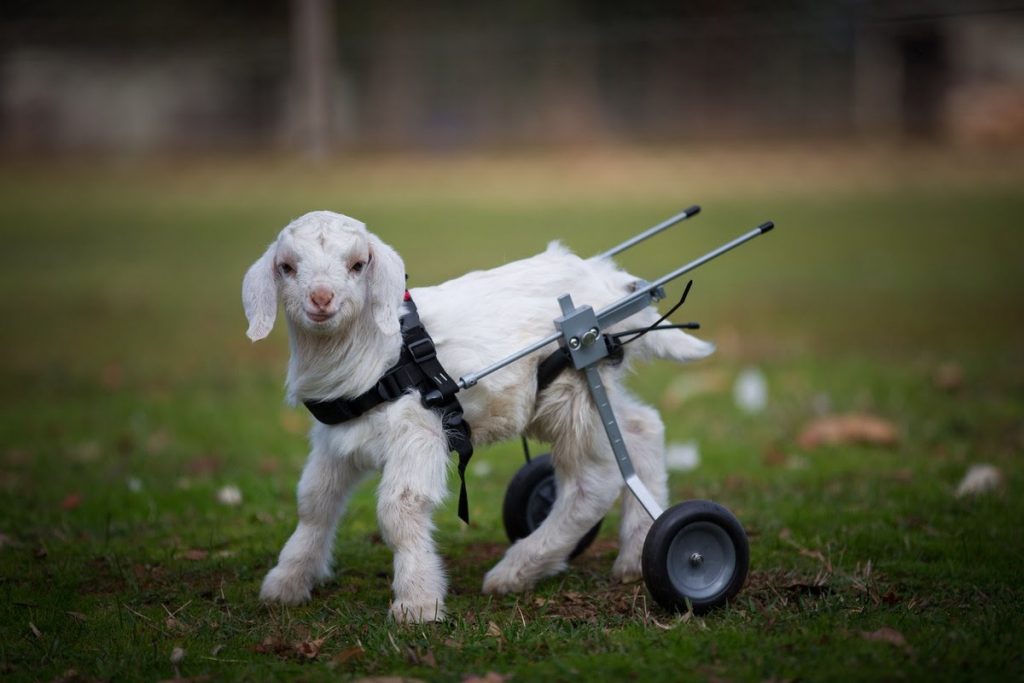 goat with wheelchair