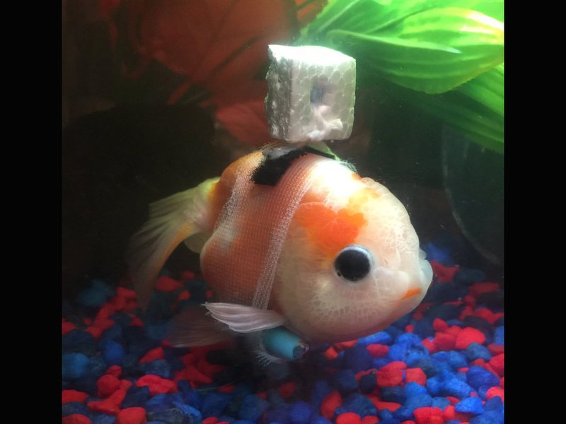 goldfish with wheelchair