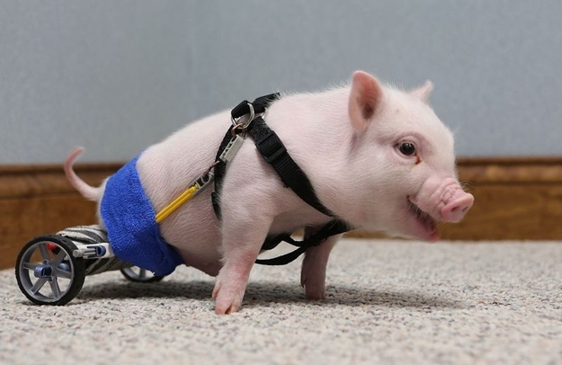 pig with wheelchair