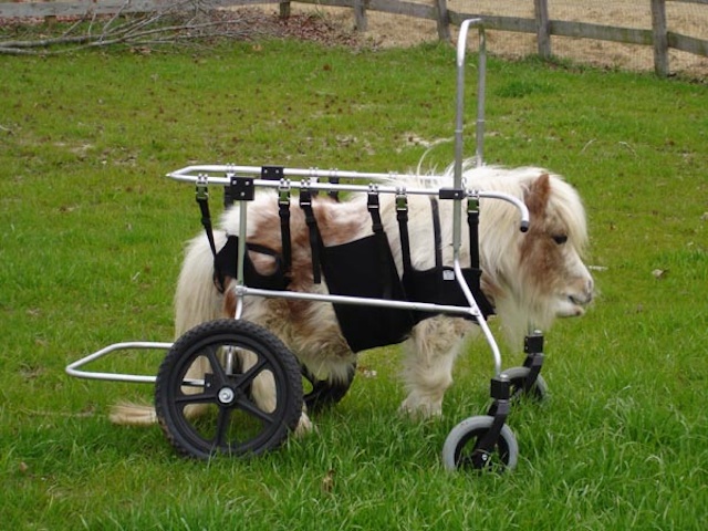 pony with wheelchair