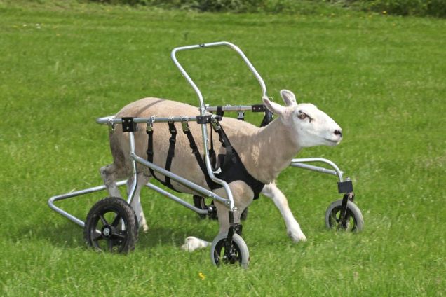 sheep with wheelchair